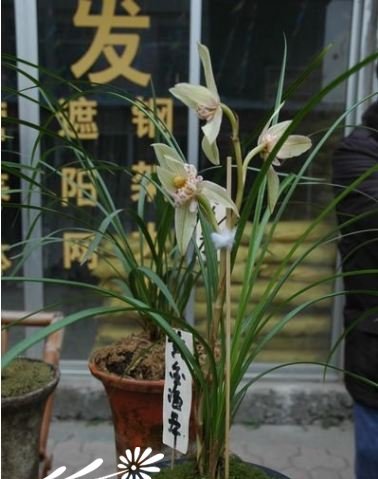 黄金海岸图片三