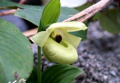黄花杓兰介绍 黄花杓兰图片欣赏