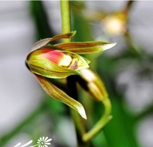 植物墨兰小香简介 墨兰小香图片欣赏