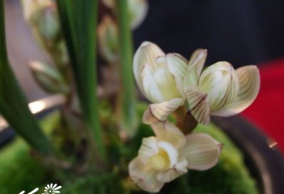 植物素冠荷鼎介绍 素冠荷鼎长什么样图