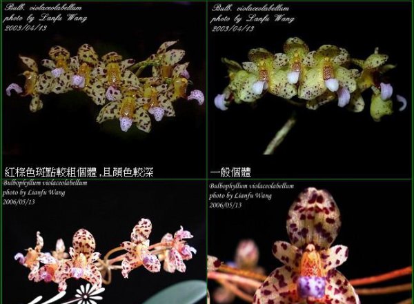 等萼卷瓣兰图片二