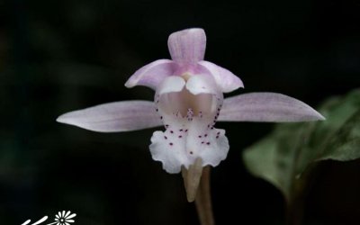 独花兰简介 独花兰图片集