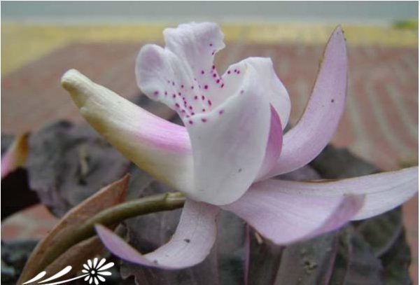 独花兰图片二