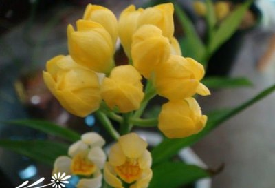植物头蕊兰详解 头蕊兰图片