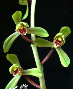 植物端蕙梅介绍 端蕙梅图片大全