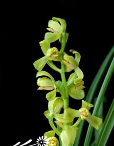 植物蕙兰皇梅简介 蕙兰皇梅图片大全