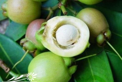 花卉椰色果介绍 椰色果图片