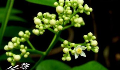 花卉浆果楝介绍 浆果楝图片集