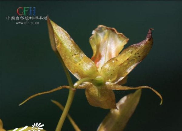 疣鞘贝母兰图片二