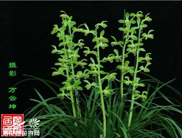 蕙兰大一品图片三