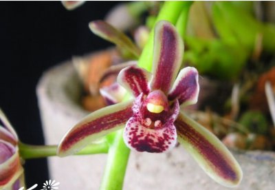 植物硬叶兰详解 硬叶兰长什么样图