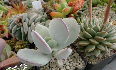 多肉植物嫁入娘简介 嫁入娘图片欣赏
