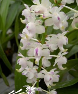 香花指甲兰介绍 香花指甲兰图片集