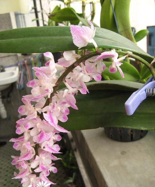 香花指甲兰图片二