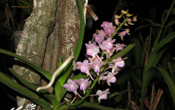 香花指甲兰图片三