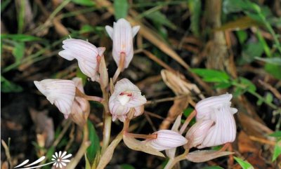 坛花兰介绍 坛花兰图片欣赏