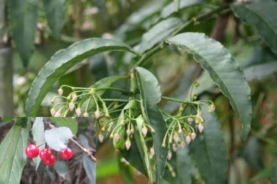花卉纽子果详解 纽子果图片