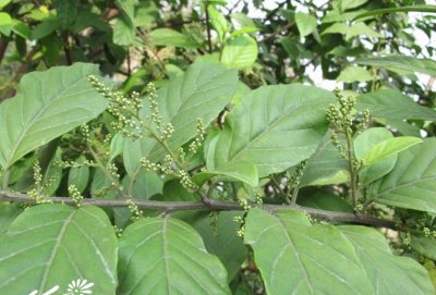 花卉杜茎山简介 杜茎山图片