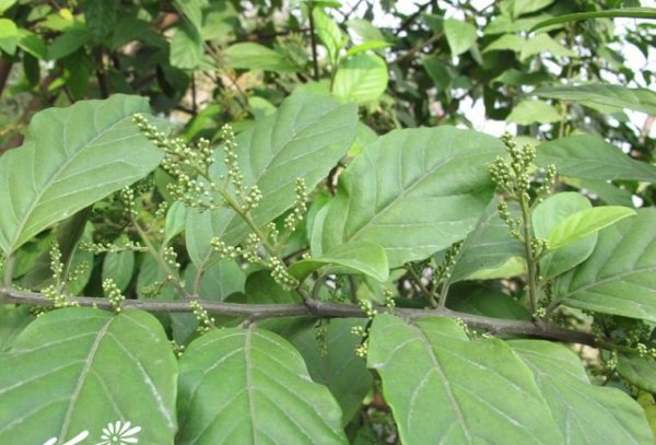 杜茎山图片一