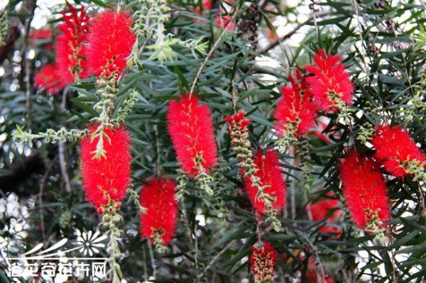 岩生红千层图片二