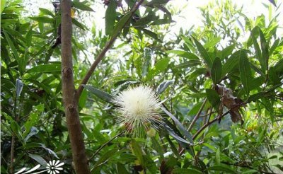 花卉水竹蒲桃介绍 水竹蒲桃图片