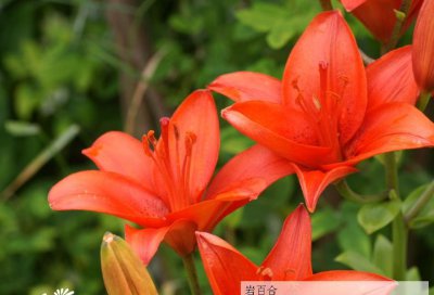 花卉岩百合/透百合详解 岩百合/透百合图片欣赏