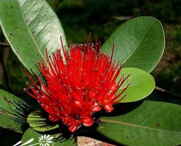花卉年青蒲桃介绍 年青蒲桃图片