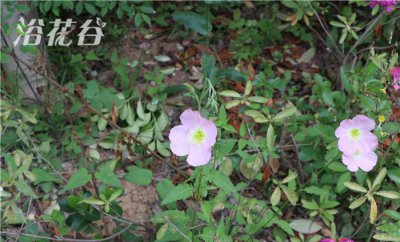 粉花月见草介绍 粉花月见草图片欣赏