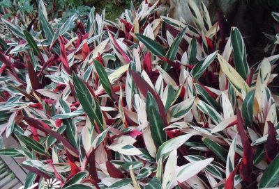 艳锦密花竹芋介绍 艳锦密花竹芋照片图