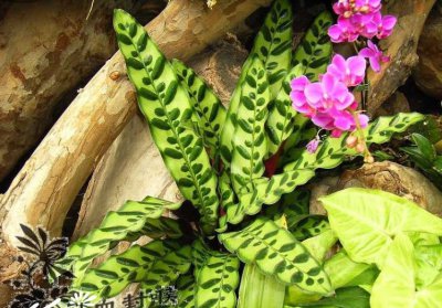 箭羽竹芋介绍 箭羽竹芋图片欣赏