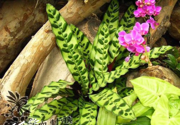 箭羽竹芋图片一