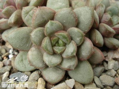 多肉植物葡萄介绍 葡萄照片图