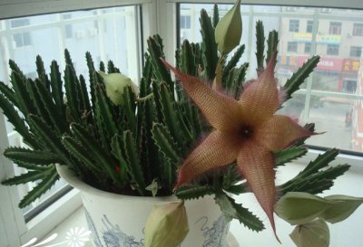 多肉植物海星花简介 海星花长什么样图