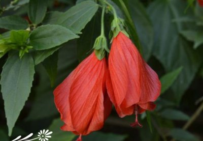 垂花悬铃花介绍 垂花悬铃花长什么样图