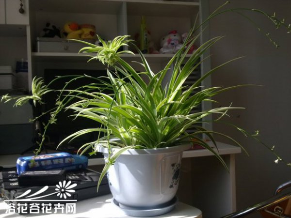 吊兰图片三