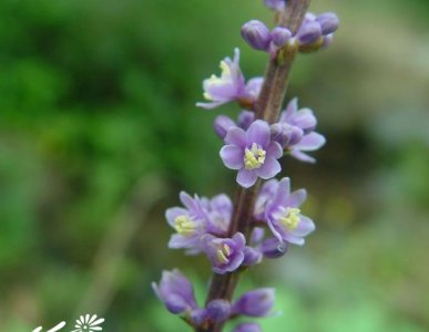 花卉山麦冬详解 山麦冬图片集