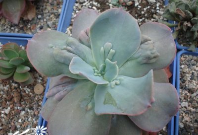 多肉植物乙女梦介绍 乙女梦图片欣赏