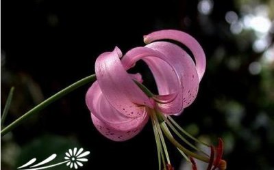 垂花百合介绍 垂花百合图片
