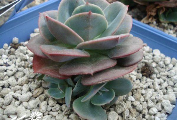 粉红台阁图片一