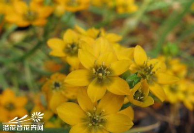 橙花虎眼万年青详解 橙花虎眼万年青图片欣赏
