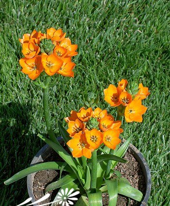 橙花虎眼万年青图片二