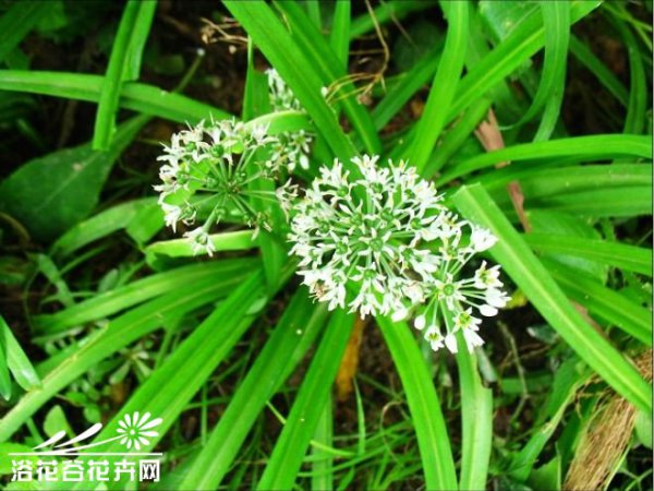 宽叶韭图片二