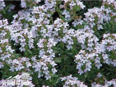 红花百里香简介 红花百里香照片图