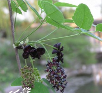 花卉木通介绍 木通图片欣赏