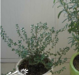 花卉法国百里香介绍 法国百里香图片集