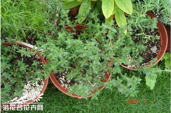 法国百里香图片二