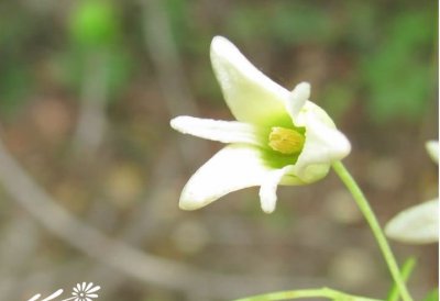 花卉倒卵叶野木瓜介绍 倒卵叶野木瓜图片大全