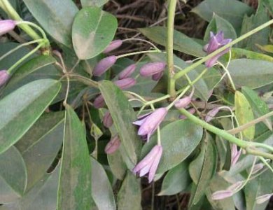 花卉牛姆瓜介绍 牛姆瓜图片欣赏