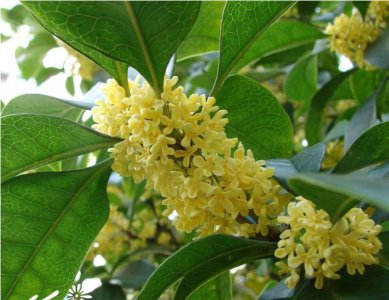 花卉月桂介绍 月桂图片