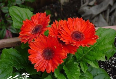 扶郎花简介 扶郎花照片图